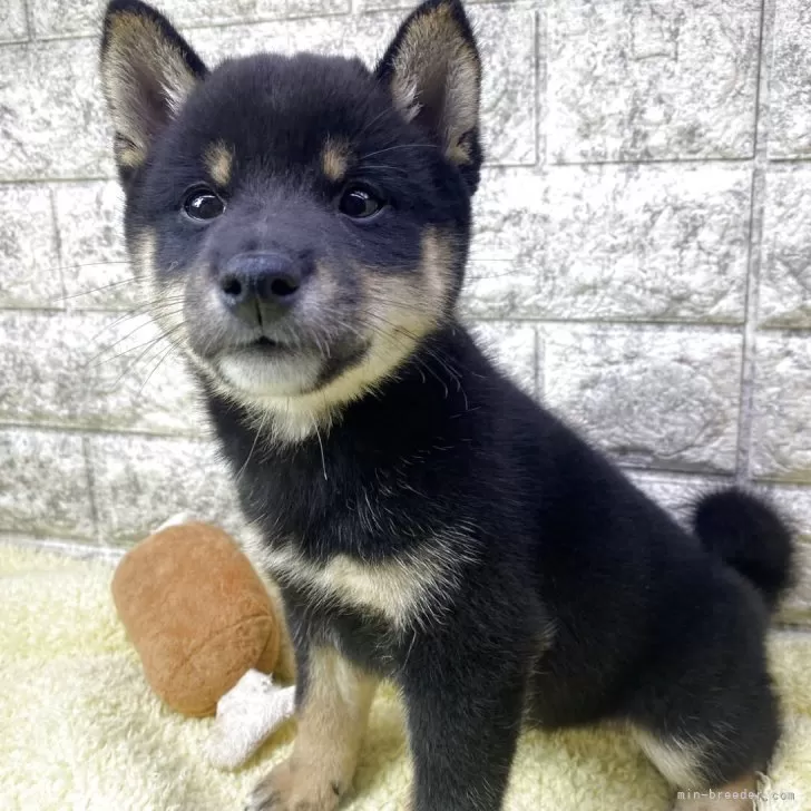 豆柴【茨城県・男の子・2025年8月28日・黒】の写真1