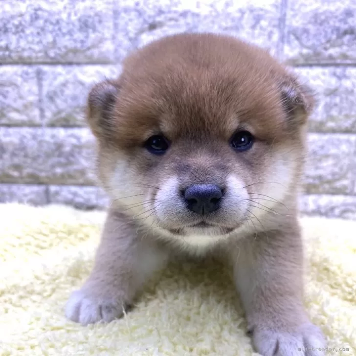 ID：2412-06005の子犬