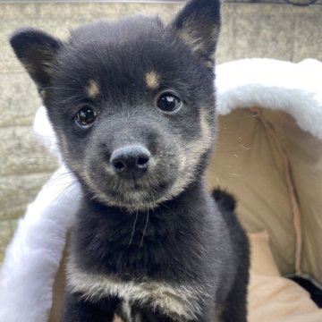 柴犬(豆柴)【茨城県・男の子・2024年9月22日・黒】の写真「この子は極小豆柴です😍めちゃ小さいですよ‼️」