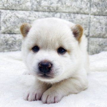 柴犬(豆柴)【茨城県・女の子・2025年8月14日・白】の写真「数少ない白豆👍どんどん可愛くなって来ます😍😍」