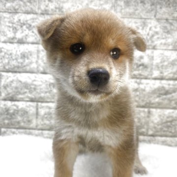 柴犬(豆柴)【茨城県・男の子・2025年2月15日・赤】の写真「⭐️僕の家族が決まりました🎉🎉」