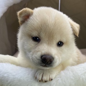柴犬(豆柴)【茨城県・女の子・2024年12月9日・白】の写真「⭐️新しい家族が決まりました🎉🎉」