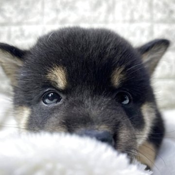 柴犬(標準サイズ)【茨城県・女の子・2025年10月31日・黒】の写真「パパ豆柴✖️ママ柴犬です♪」