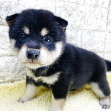 豆柴【茨城県・男の子・2025年7月8日・黒】の写真「柄も良く可愛いお顔です😍😍」