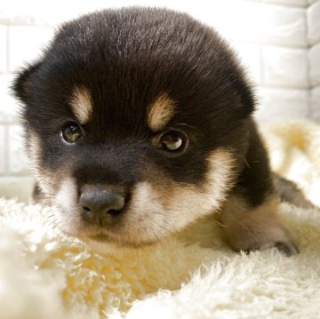 柴犬(豆柴)【茨城県・女の子・2025年5月11日・黒】の写真「これからどんどん可愛くなりますよー😍😍」