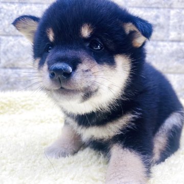 豆柴【茨城県・男の子・2025年8月28日・黒】の写真「これから柄が明るくなってきます😊」