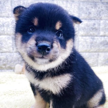 柴犬(豆柴)【茨城県・男の子・2025年8月23日・黒】の写真「柄がはっきりしていて可愛いですよ😍」