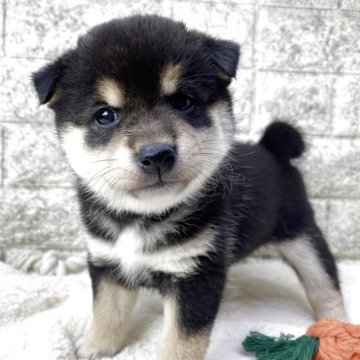 柴犬(標準サイズ)【茨城県・女の子・2025年10月31日・黒】の写真「パパ豆柴✖️ママ柴犬です😊」