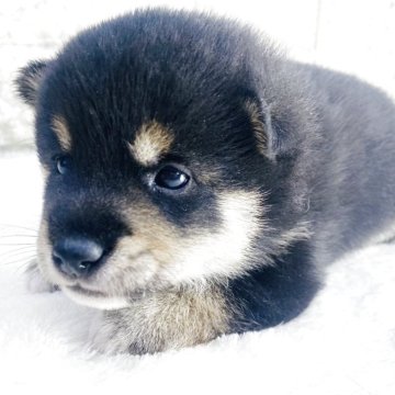 柴犬(豆柴)【茨城県・男の子・2025年8月28日・黒】の写真「これから柄が明るくなってきます😊」