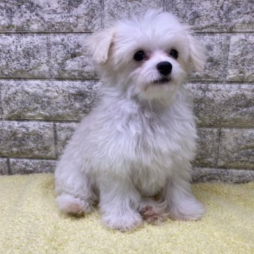 ミックス(チワワ×マルプー)【茨城県・男の子・2024年9月22日・ホワイト】の写真「⭐️僕の家族が決まりました🎉🎉」