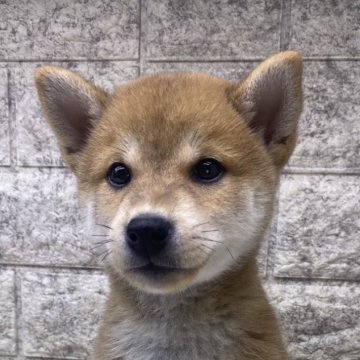 柴犬(豆柴)【茨城県・女の子・2024年9月16日・赤】の写真「⭐️新しい家族が決まりました🎉🎉」