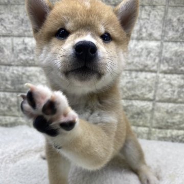 柴犬(豆柴)【茨城県・男の子・2024年9月16日・赤】の写真「⭐️僕の家族が決まりました🎉🎉」