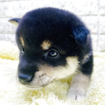 豆柴【茨城県・男の子・2025年8月28日・黒】の写真「これから柄が明るくなってきます😊」