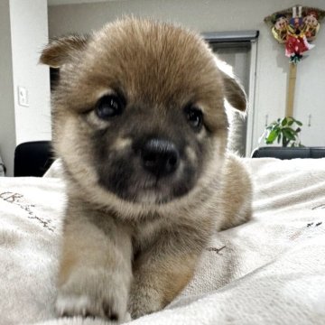 柴犬(豆柴)【茨城県・女の子・2025年6月25日・赤】の写真「⭐️ご家族様が決まりました🎉🎉」