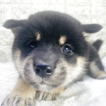豆柴のブラック系の子犬を探す｜ブリーダー直販の子犬販売