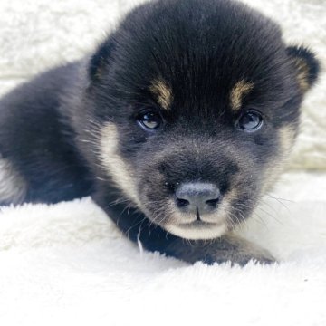 柴犬(豆柴)【茨城県・男の子・2025年8月28日・黒】の写真「これから柄も明るくなります😊」