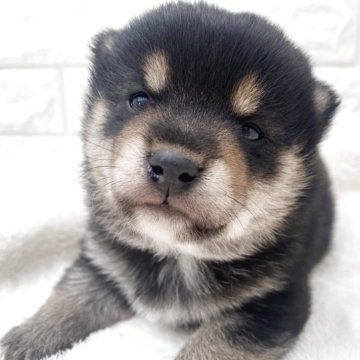 柴犬(豆柴)【茨城県・男の子・2025年5月11日・黒】の写真「これからどんどん可愛くなりますよー😍」