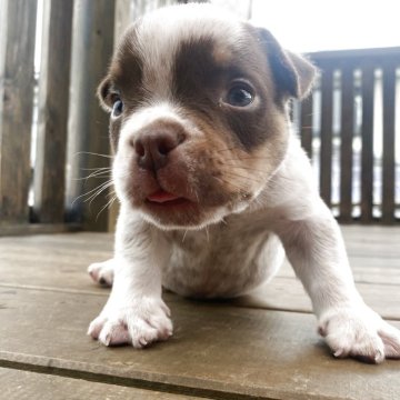 アメリカンブリー【茨城県・男の子・2025年6月21日・チョコタン&ホワイト】の写真「両親輸入犬です‼️素晴らしい血統です🔥🔥💯」