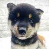 豆柴