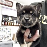 柴犬(豆柴)