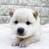 柴犬