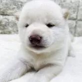 豆柴