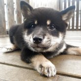 柴犬(豆柴)