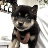 柴犬(豆柴)