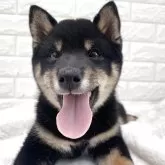 豆柴