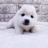 豆柴