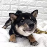 豆柴