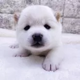 豆柴