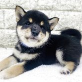 柴犬(豆柴)