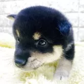 豆柴