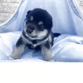 豆柴