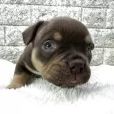 アメリカンブリー