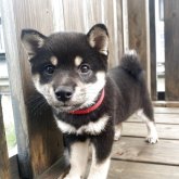 柴犬(豆柴)