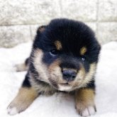 柴犬