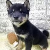 豆柴【茨城県・男の子・2025年8月28日・黒】の写真1