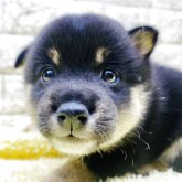 柴犬(豆柴)