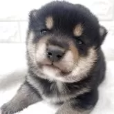 豆柴