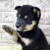 豆柴【茨城県・女の子・2025年9月8日・黒】の写真2