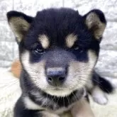 豆柴【茨城県・女の子・2025年9月8日・黒】の写真2