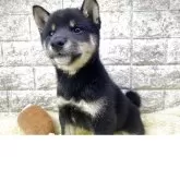 豆柴【茨城県・男の子・2025年8月28日・黒】の写真3