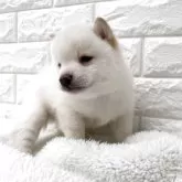 豆柴【茨城県・男の子・2025年3月30日・白】の写真3