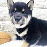 豆柴【茨城県・男の子・2025年8月28日・黒】の写真4