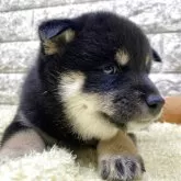 豆柴【茨城県・女の子・2025年9月8日・黒】の写真4