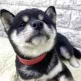 豆柴【茨城県・女の子・2025年9月8日・黒】の写真4