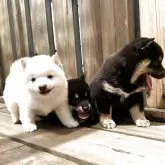 豆柴【茨城県・男の子・2025年3月30日・白】の写真4