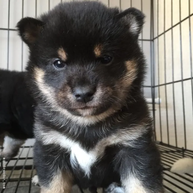 ID:1702-00003の子犬